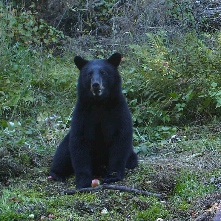 Ontario black bears