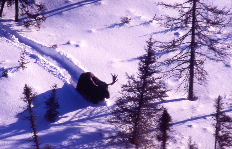 large bull moose Nipigon region of Northwestern Ontario