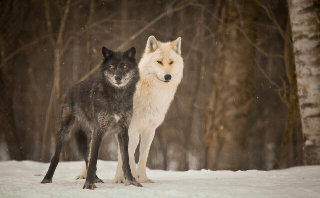 Corrie Lee- Haliburton Forest- 2014-5