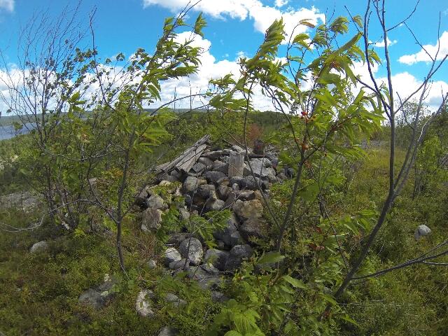 green shrubs