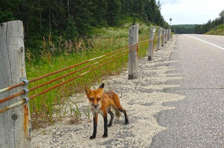 algoma fox roadside