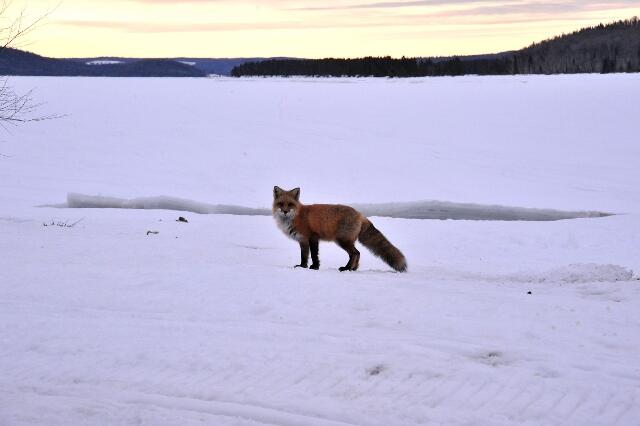 fox on tundra