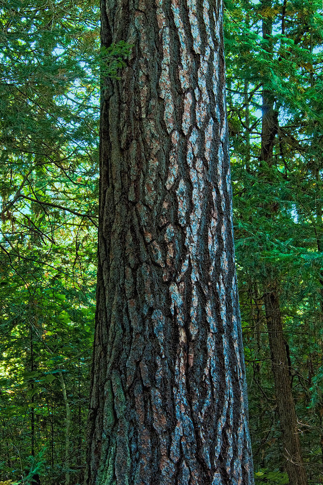 Old Growth Pine 4052 B