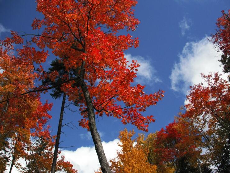 Fall Colours in Mattawa Ontario