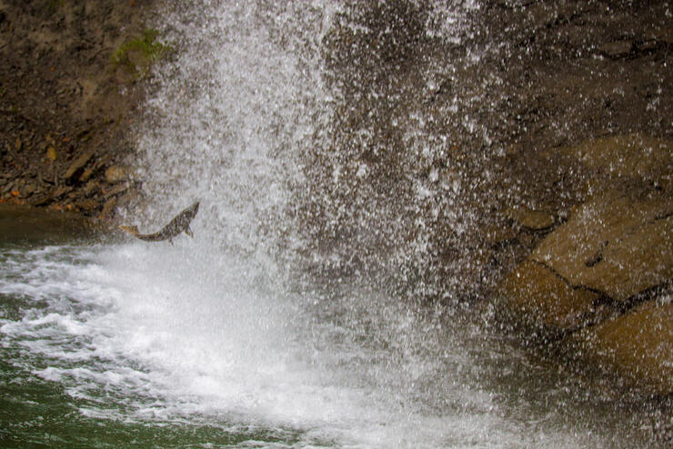 BRIDAL FISH JUMP3