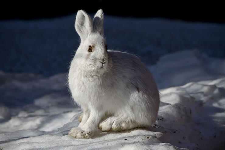 Snowshoe Hare credit Jacob W. Frank wiki