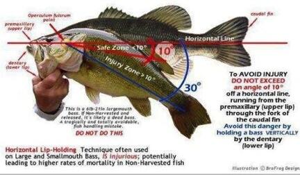 How to Properly Hold and Handle Fish - Techniques and Tools