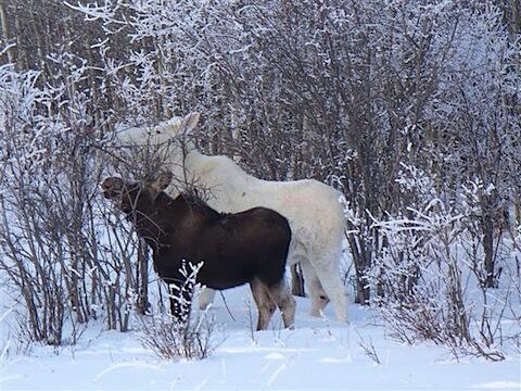 White Moose sighting