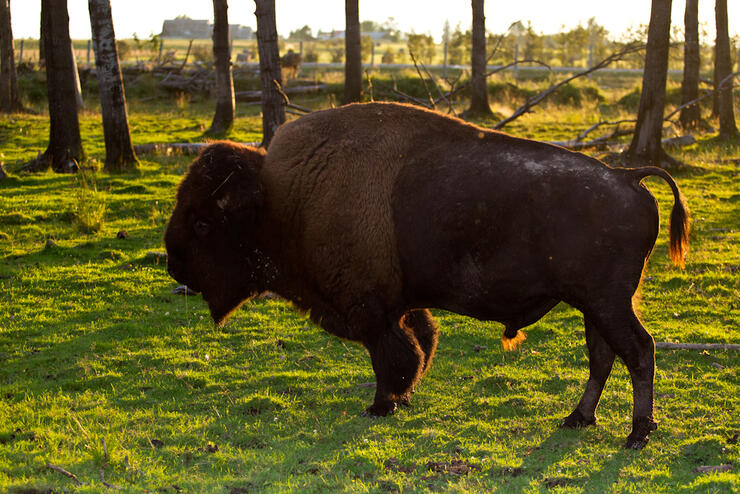 Cedar Meadows Bison
