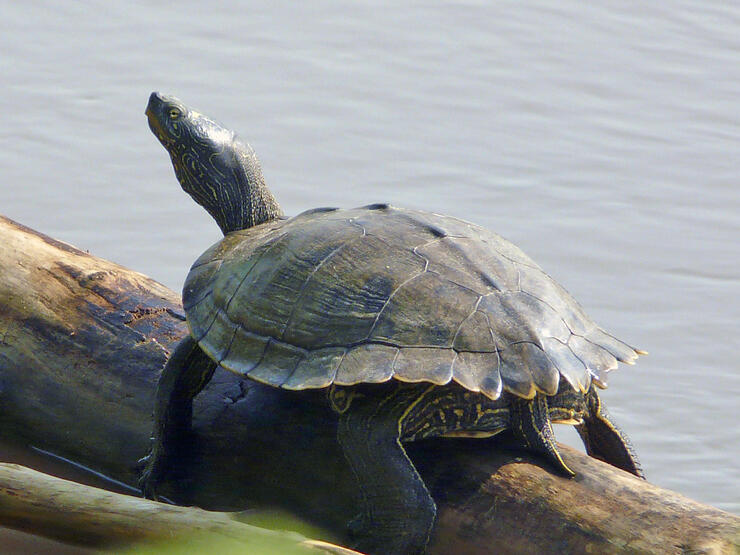 northern-map-turtle