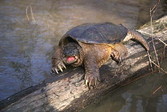 snapping-turtle