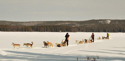 3-Dog-Teams-on-Caribou-Lake-Borealis-Sled-Dog-Adventures