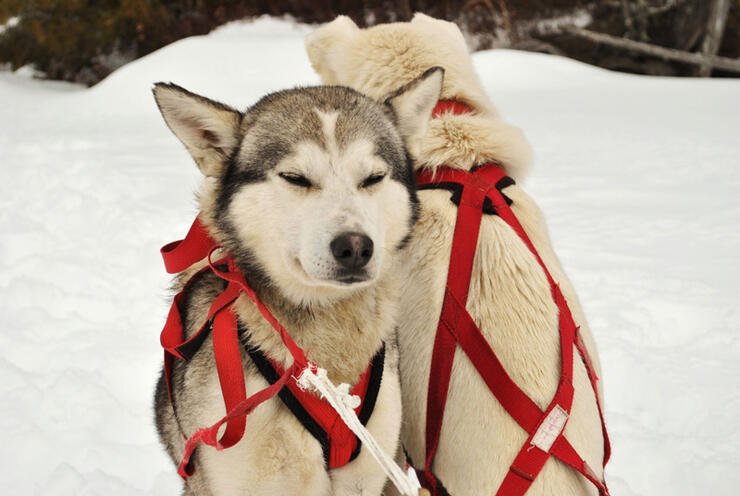 Siberian-Huskies-Borealis-Sled-Dog-Adventures