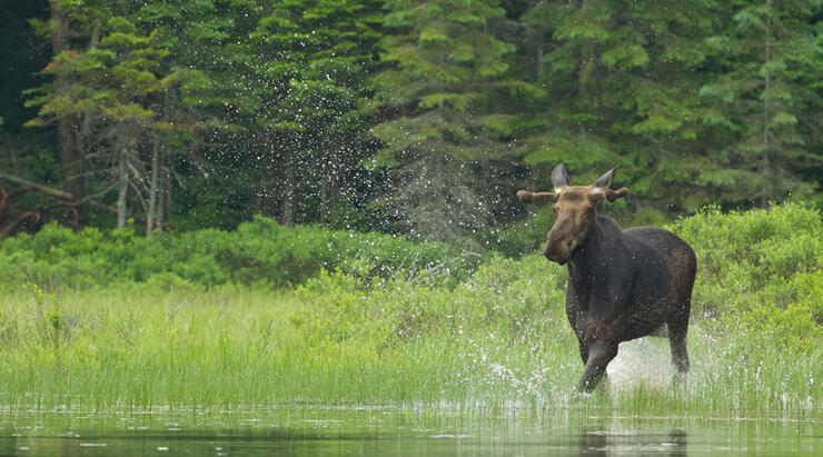 Algonquin-Provincial-Park-Moose