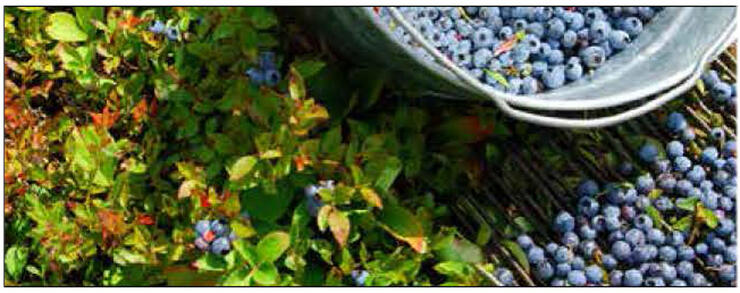 Blueberries- Local delights