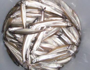 Spring Smelt Fishing Ontario