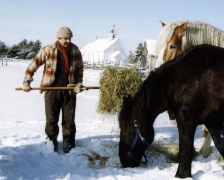 Forking Hay to Horses