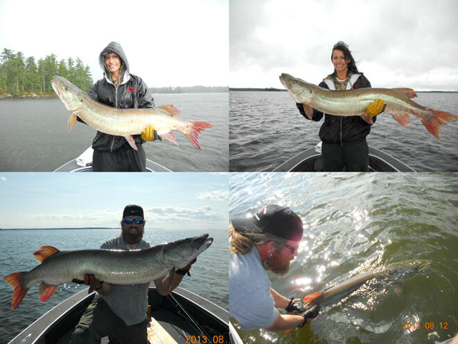 Justin's cousin caught her first two muskies ever with a barbless topwater bait on the same evening in July 2013 during a weather front. Justin shows his 50