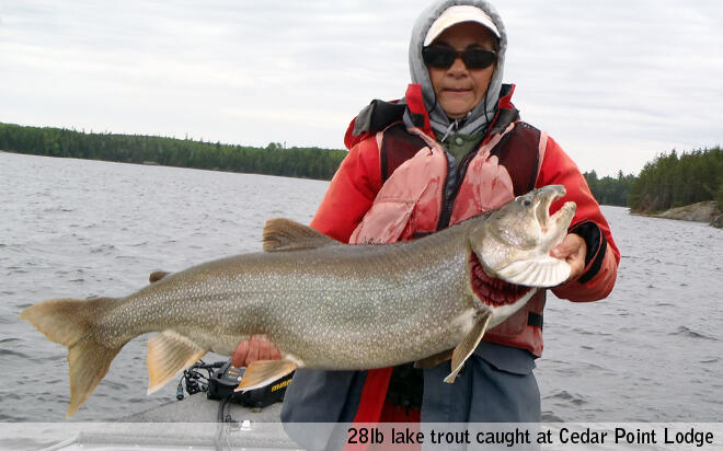 28lb trout caught at Cedar Point Lodge