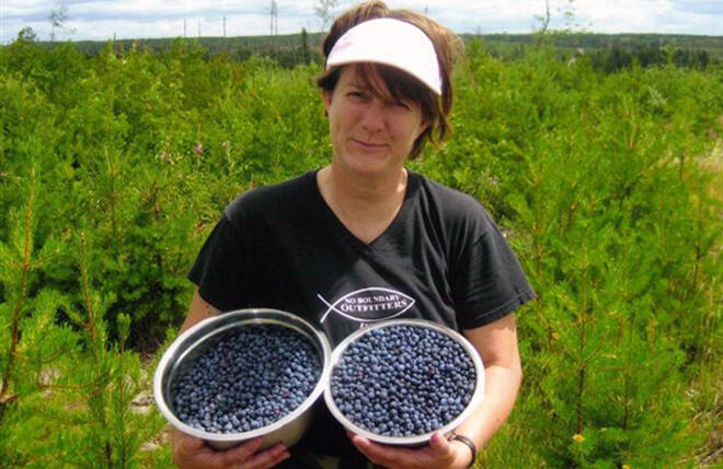 Wild blueberries like these at Timber Wolf Lodge can be picked in July