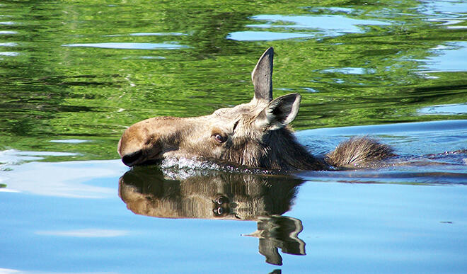 Keep your eyes open and you just may see a beautiful moose like this one at Lake of the Woods Houseboats