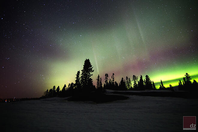 Silhouettes of trees in front of the Northern Lights by DZ Photography