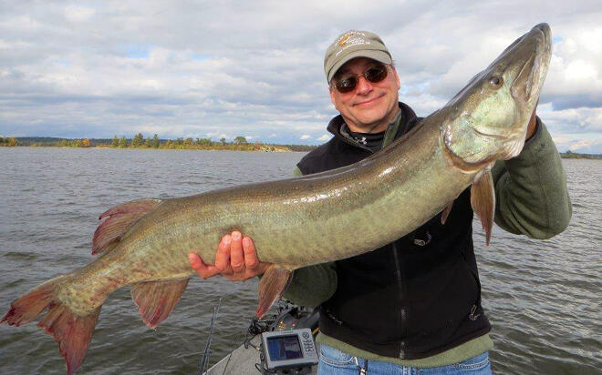Nice muskie caught at Young's Wilderness Camp on Lake of the Woods