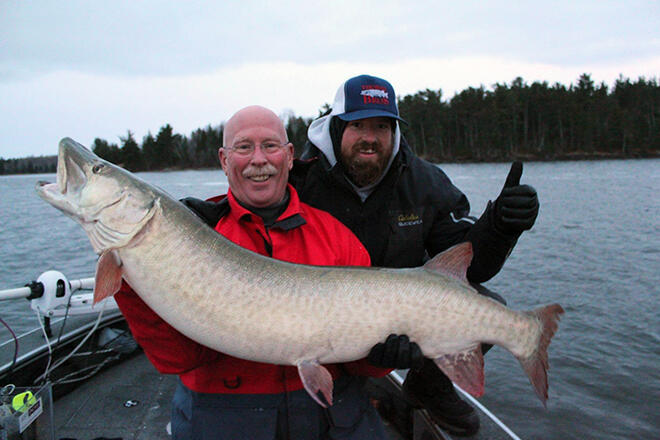 Look at the girth on this Lake of the Woods muskie!