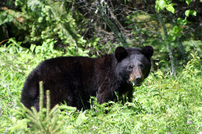Black Bear Wildlife Viewing