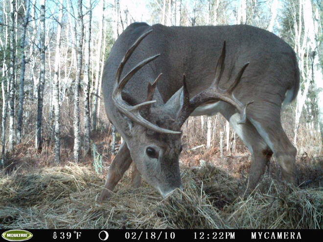 Beautiful Whitetail Deer caught on a trail Ccam