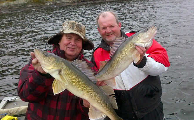 Large walleye like these should be carefully released back into the water.