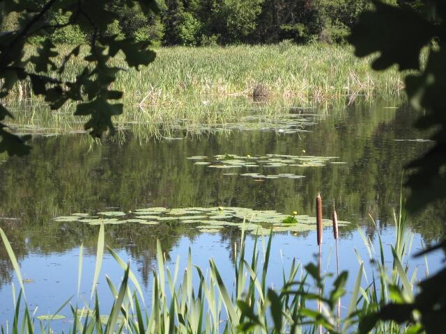 BeautifulSwamp