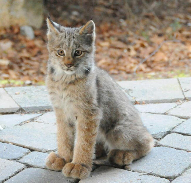 Lynx Kitten at Fireside Lodge