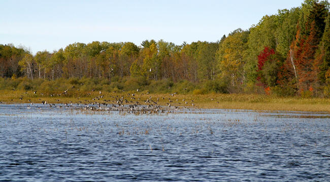 Ontario is the perfect place for duck hunting