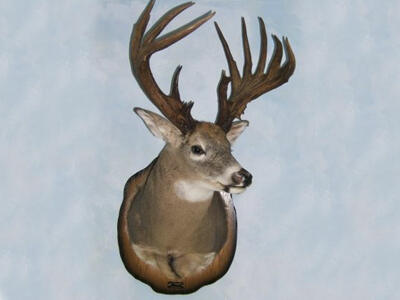 Famous Dryden Buck