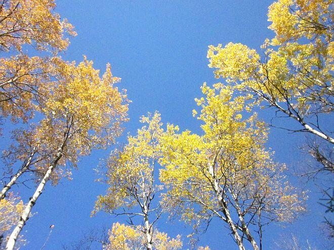 Birch Trees at Kingfisher Lake