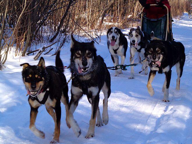 Leahy running dogs boreal