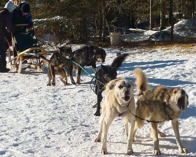 Leahy unmoving dogs boreal