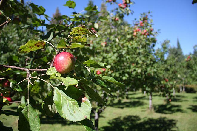 orchard apple closeup