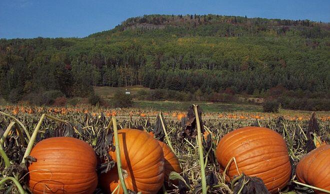 gf pumpkin field