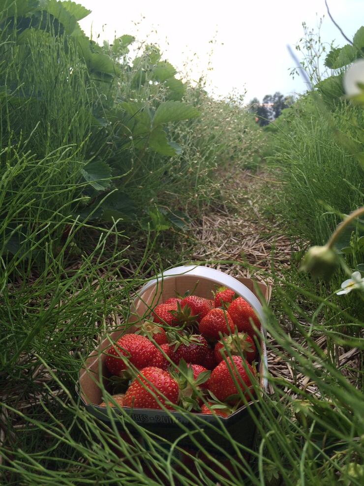 Belluz Farms Strawberries