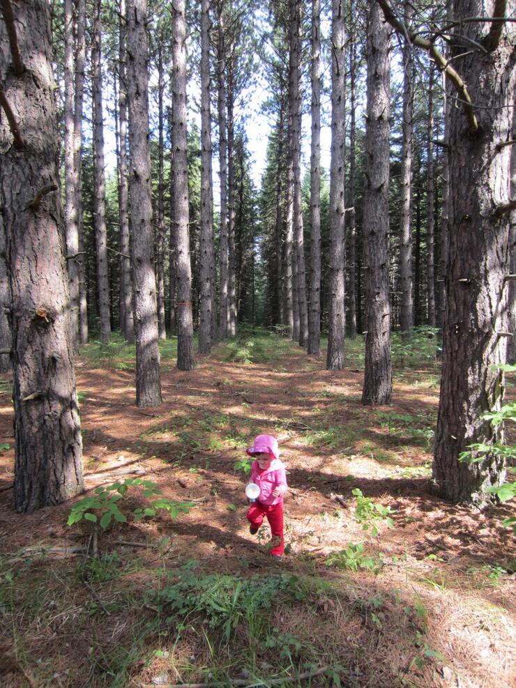 MNR tree farm