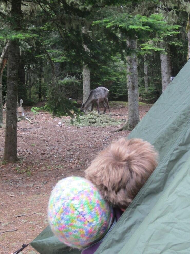 caribou first morning