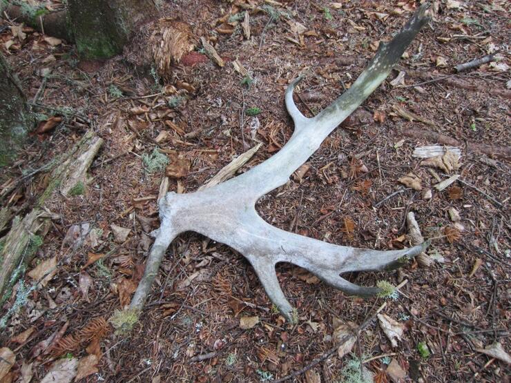 shed antler