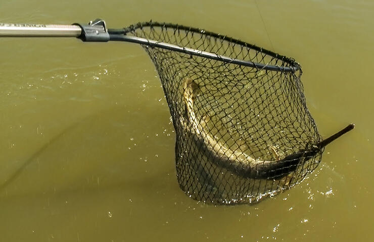 Sight Fishing for Long Nose Gar in Ontario Waters