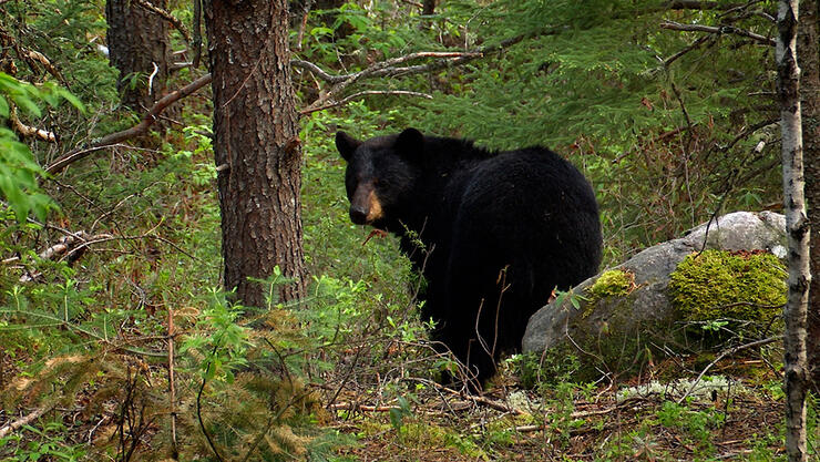 Canada-In-The-Rough-Saul-Bear-05