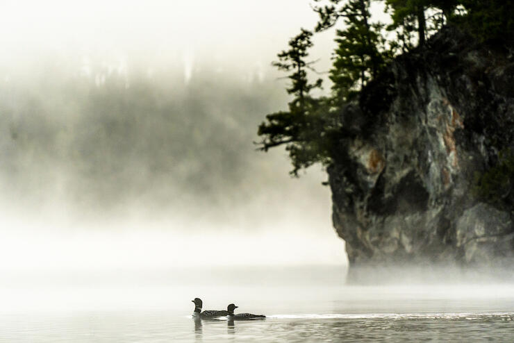 Loons on Oriana Lake. Thereâs so much to discover. Photo: David Jackson
