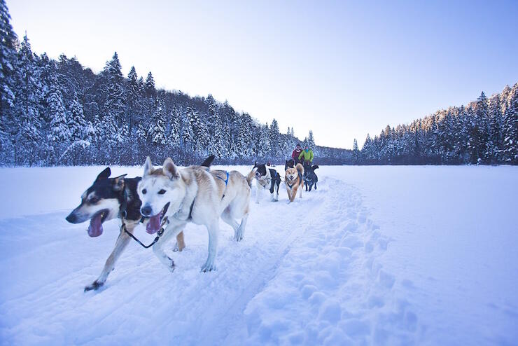 Two people standing on a dog sled behind a team of dogs.