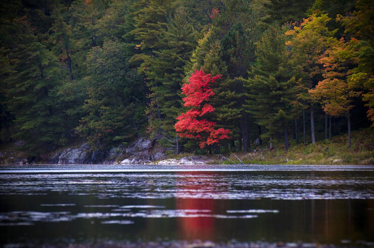 Bright red foliage on a tree on far shore across a lake