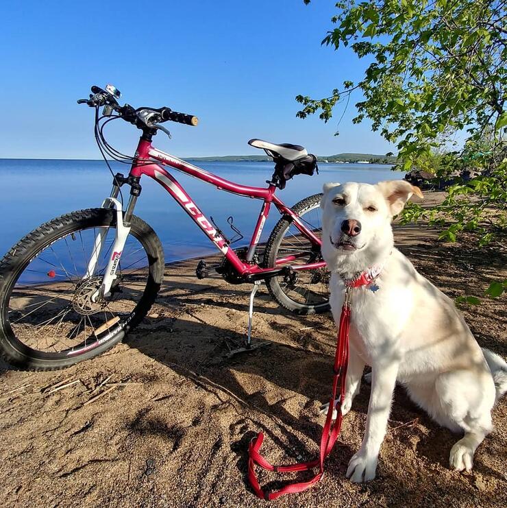 Bicycle parked on a sandy beach with a white dog sitting beside it. 